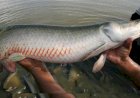 Ibama classifica pirarucu como invasor e acende alerta na piscicultura