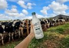Letti lança leite A2 com versão zero lactose no Brasil