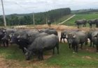 Município paulista estrutura cadeia do búfalo e eleva em mais de 300% valor ao produtor