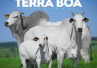 LEILÃO VIRTUAL TERRA BOA