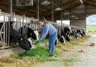 Por que o padrão neozelandês de leite a pasto virou peça-chave na confiança do consumidor