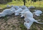 Temporal causa descarga elétrica e mata 16 cabeças de gado em Lizarda