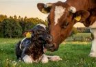 Febre do leite além do cálcio: o elo invisível com a imunidade das vacas