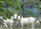 Tocantins começa etapa de campo da rastreabilidade bovina com visitas e identificação do rebanho