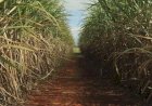 Menos açúcar, mais etanol: safra de cana muda perfil no Norte e Nordeste