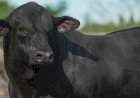Inscrições para a ExpoBrangus 2026 se encerram no dia 11 de maio