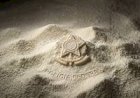 SC: Operação Consumo Seguro desarticula esquema com leite em pó argentino