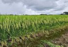 Colheita do arroz: adiantar ou atrasar? Entenda os impactos na logística