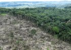 Famato orienta produtores sobre impacto do Prodes no crédito rural