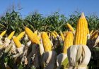 Mercado de milho reage com apoio do clima