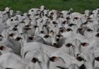Bezerro de 7@ de MT atinge R$ 16,10/kg, maior valor nominal da série histórica, aponta Imea