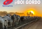 Preço do boi gordo de MT ganha força frente à arroba paulista em abril/26