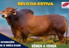 Cotações do boi gordo