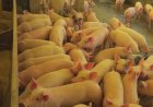 Mercado suíno segue em desvalorização