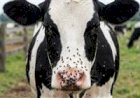 Moscas, estresse e perda de leite: o que o agrupamento de vacas revela