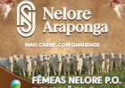 14º LEILÃO VIRTUAL ARAPONGA