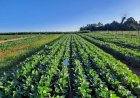 Pesquisa aponta a estruvita como alternativa nacional para fertilizantes fosfatados