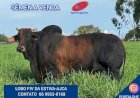 Veja aqui Cotações mista do Agro