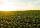 Brasil vira referência em biotecnologia agrícola
