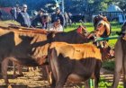 Fenasul Expoleite começa na quarta (13) com entrada gratuita e mais de 1,4 mil animais