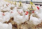 Indústria avícola mantém rígidos padrões de biosseguridade