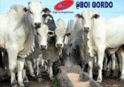 Negociações do boi gordo continuam lentas com retração dos frigoríficos nas compras