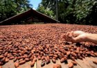 Novas regras do chocolate geram disputa entre produtores de cacau e indústrias