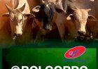 Veja aqui Cotações mista do Agro