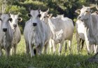 Cotações Agropecuárias
