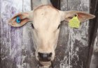 Rastreabilidade bovina avança no Brasil e deve transformar a pecuária nos próximos anos