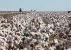 Dia do Jeans: por trás da peça mais democrática do mundo, um gigante do agro