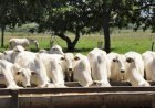 MSD Saúde Animal lança o primeiro programa de fidelidade para pecuaristas
