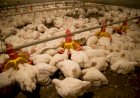 Novas regras ambientais ampliam exigências para avicultura no Paraná