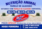 Algodão em Mato Grosso sobe enquanto paridade e frete testam margens