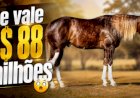 Brasil tem 6 milhões de cavalos e mercado que já vale R$ 30 bilhões