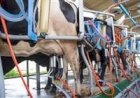Como uma cidade cearense passou de 3 milhões para 35 milhões de litros de leite produzidos por ano?