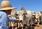 Boi gordo: queda de braço entre pecuaristas e frigoríficos deixa preços com direção indefinida