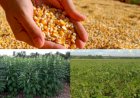 Tocantins consolida diversificação agrícola com avanço das culturas de segunda safra