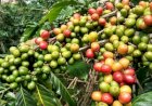 Como reduzir grãos verdes na colheita do café