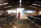 Número de fazendas leiteiras no Reino Unido cai para nível recorde