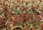 Sorgo rouba a cena em feira do agronegócio