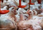 Cotações da carne de frango sobem, e produção é recorde, informa Cepea