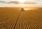 Valor Bruto da Produção agropecuária soma R$ 1,4 trilhão, mas recua 4,6% em 2026