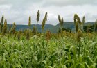 Goiás mantém liderança nacional na produção de sorgo pelo oitavo ano consecutivo