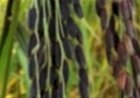 Movimento do arroz desafia percepção de sobra