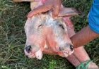 Bezerro com duas cabeças chama atenção no Maranhão e levanta debate sobre diprosopia