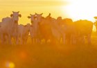 Super El Niño: como reduzir os impactos na pecuária?