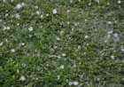 Sul tem alerta de chuva intensa, granizo e geada nesta quinta-feira