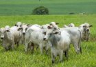 Mauritânia abre mercado para embrião bovino do Brasil