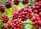 Cotação do Café hoje